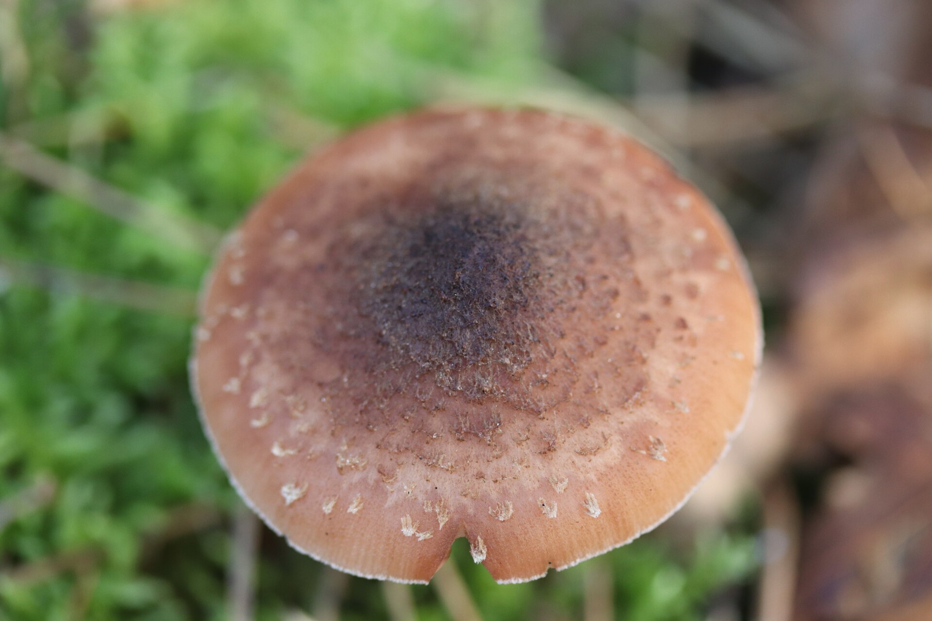 Armillaria ostoyae 관련 자료 이미지