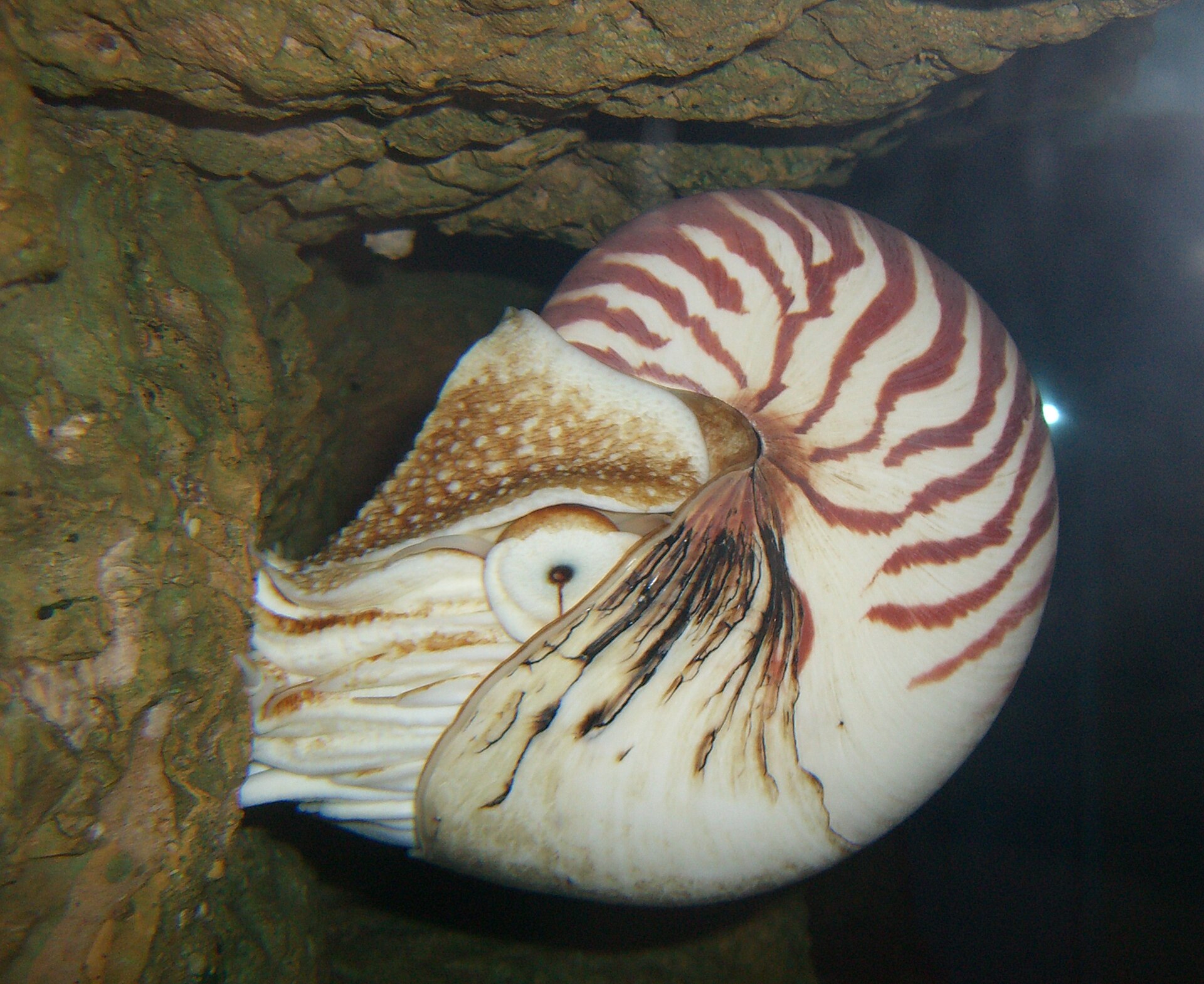 Nautilus pompilius source image