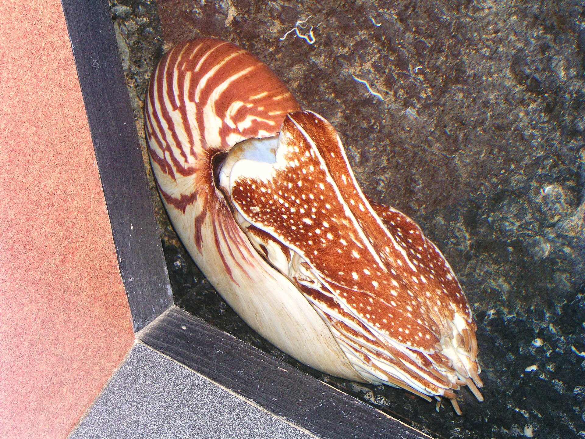 Nautilus pompilius 관련 자료 이미지