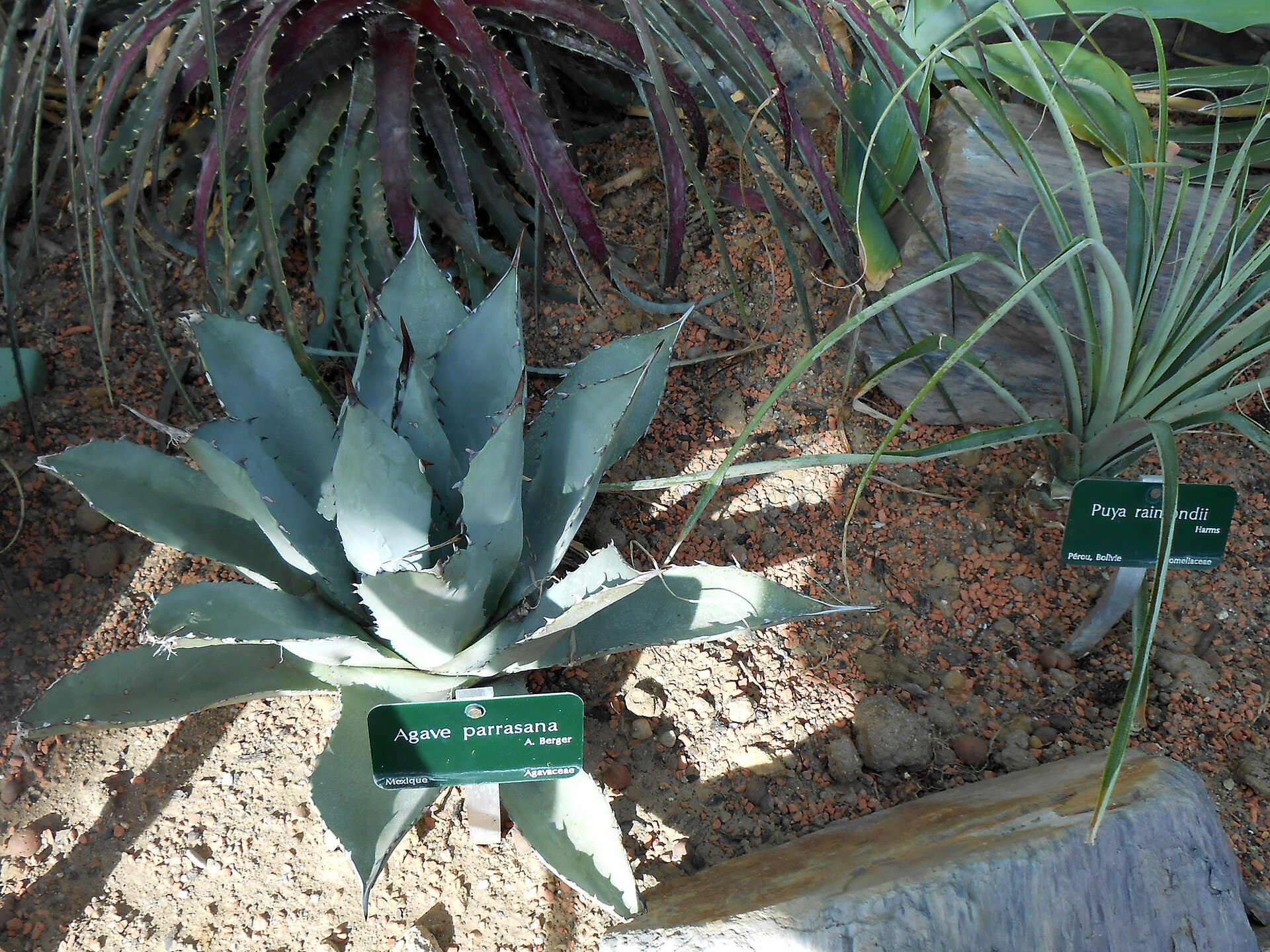 Puya raimondii: The Queen of the Andes That Waits a Century to Bloom