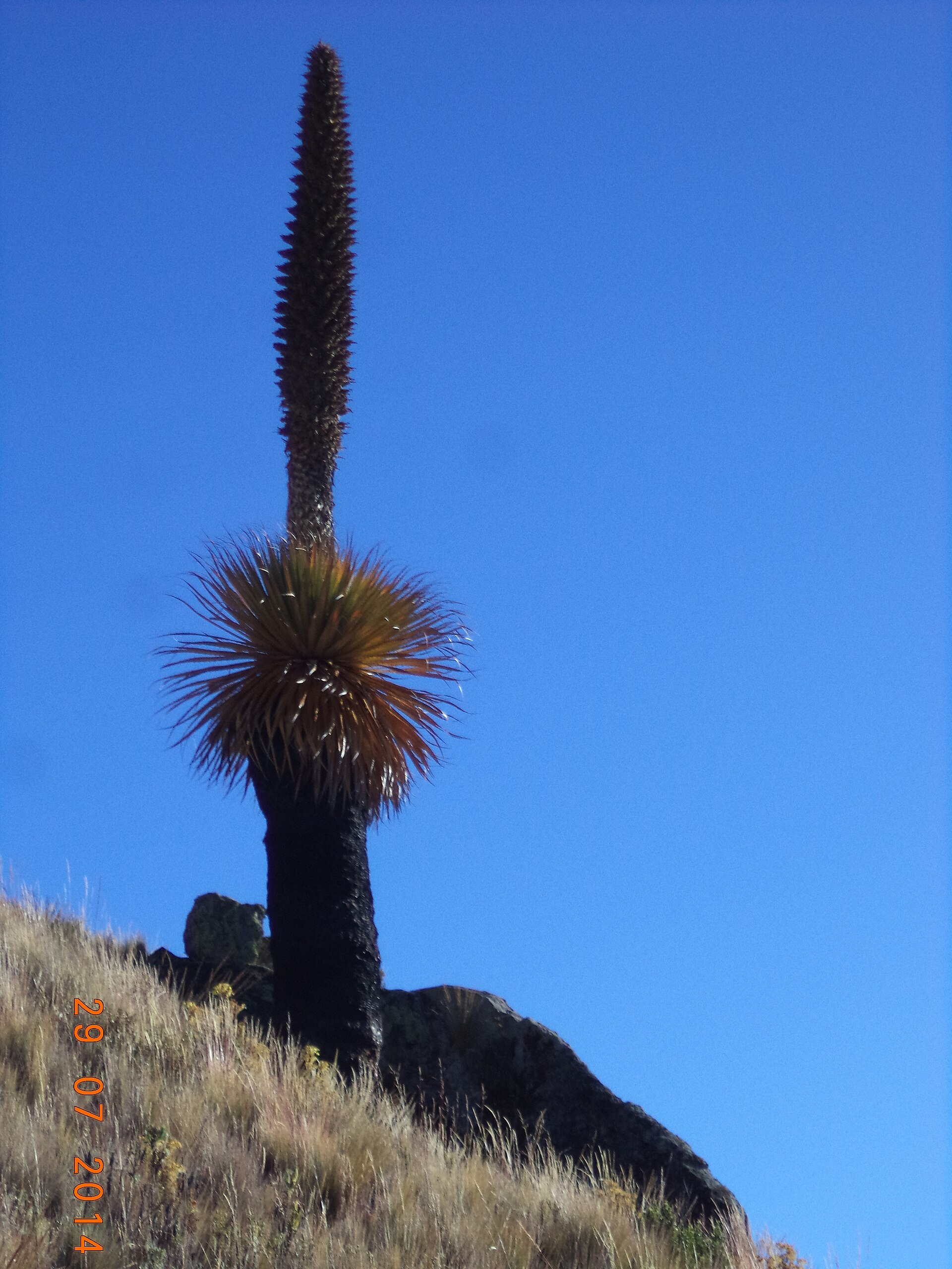 Source image related to Puya raimondii Harms