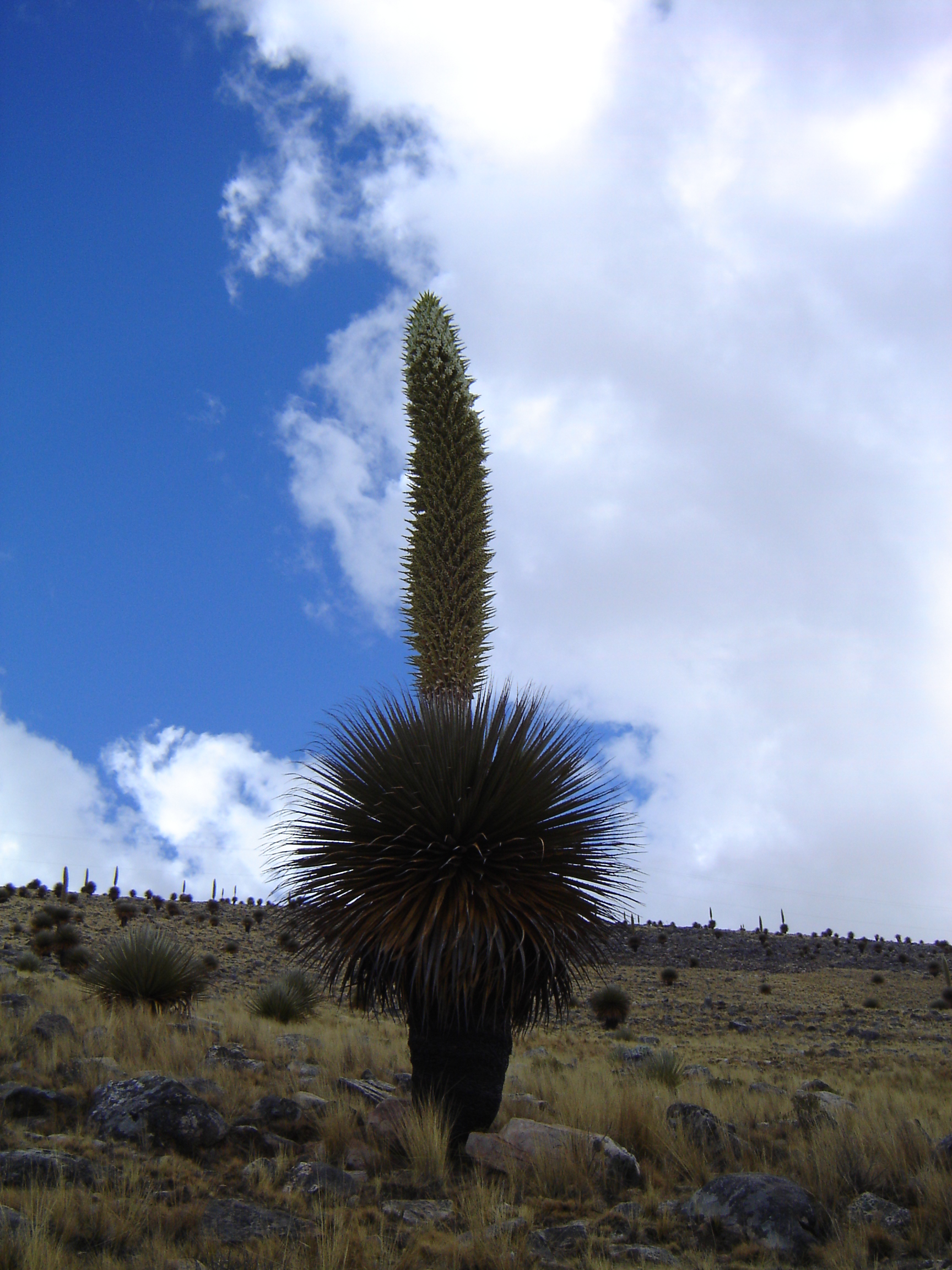 Source image related to Puya raimondii Harms